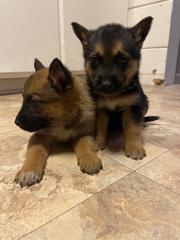 German Shepherd – German Shepard mix Australian cattle