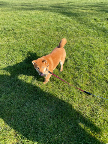 Japanese Shiba Inu