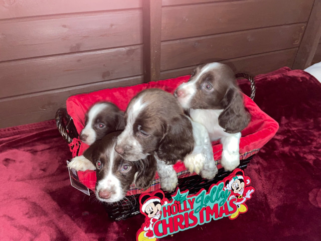 English Cocker Spaniel – cocker Spainel
