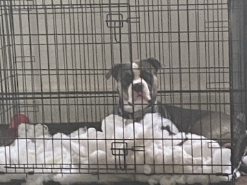 Mixed Breed – Free to good home – Dayton