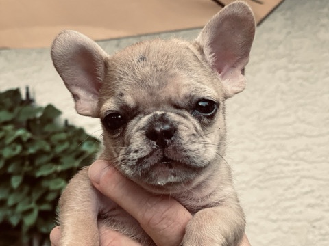 French Bulldog – Whiskey – Blacklick