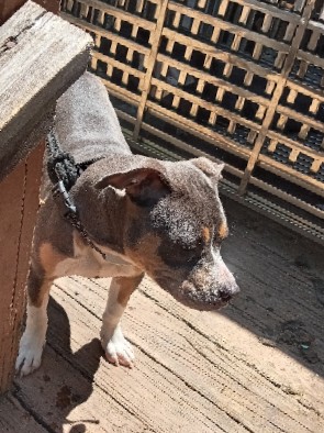 American Pit Bull Terrier – Puppies for sale