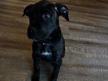 Cane Corso – Rehoming For my puppy cane corso! – Fayetteville