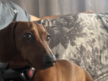 Dachshund – 6 month old dachshund puppy – Seffner