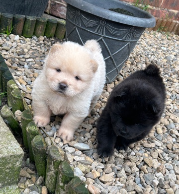 kc reg chow chow puppies 