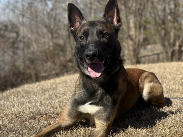 Belgian Shepherd Dog (Malinois) – Belgian Malinois to expierenced home – Oakwood