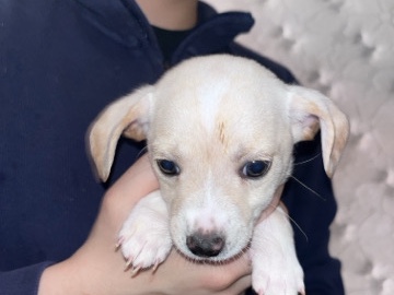 Norfolk Terrier – Norfolk terrier mix puppies – Las Vegas