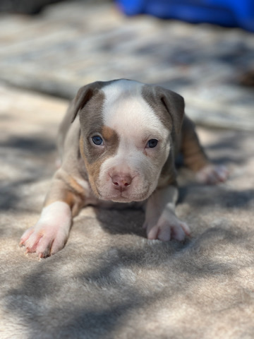 American Pit Bull Terrier – American bully