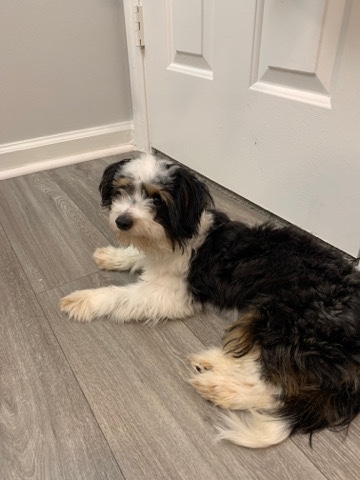 Buy Australian Shepherd Cute lovable Aussiechon pup for sale 😁 Dallas Geor for sale in your area