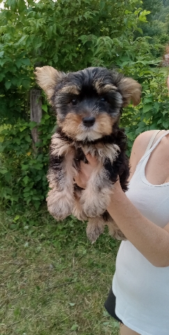 Yorkshire Terrier – yorkshire terrier