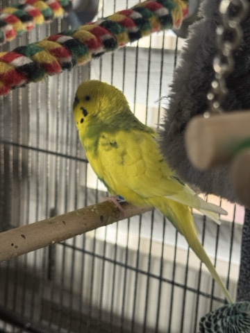  Three parakeets and a cage