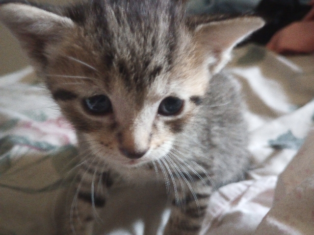 European Shorthair – Kitty for Sale 🐈
