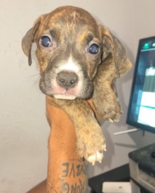 American Pit Bull Terrier – Pitbull Puppies
