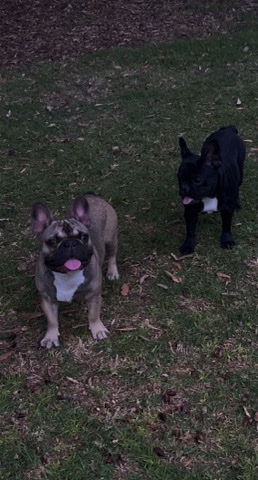 French Bulldog – French bulldogs