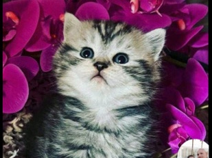 🐾 BKH Silver Tabby Whiskas Kitten (männlich & weiblich) 🐱✨