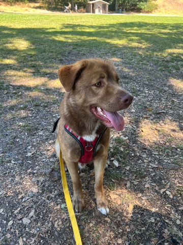 Labrador Husky – Rehoming Husky Mix