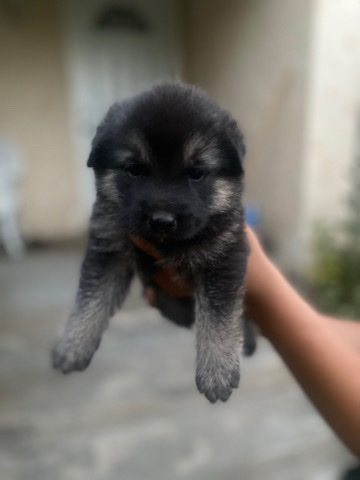 Full breed german shepherds