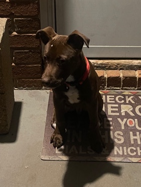 American Pit Bull Terrier – Spice(Pitbull/Lab)
