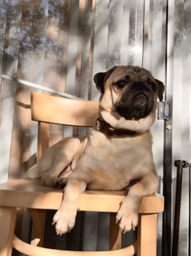 Pug – Meet Yeti Boy