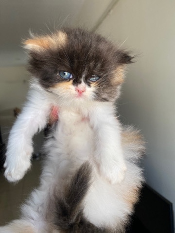 Persian (Traditional) – Persian kittens