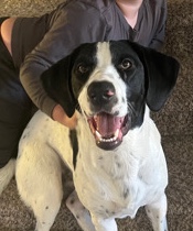 Treeing Walker Coonhound – Walker Hound needs Home