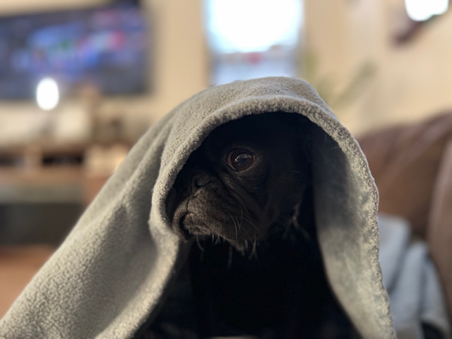 Pug – Female Pug - All Black
