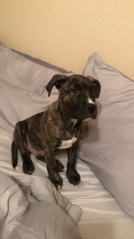 American Pit Bull Terrier – brindle pit call or text 765-716-1783