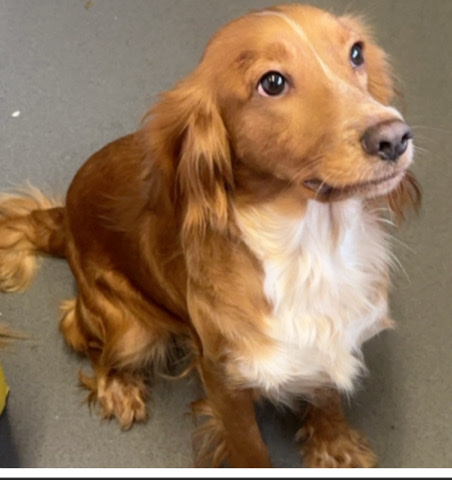 English Cocker Spaniel – bella