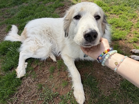 Great Pyrenees – FREE Great Pyrenees – Charlotte