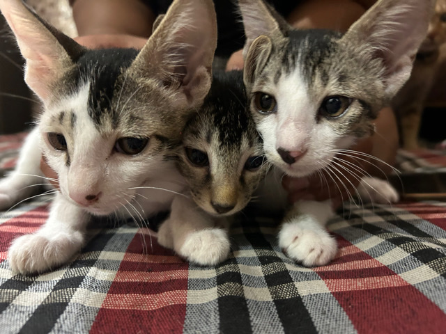 Bengal – baby cats
