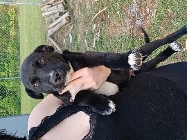 three 4 months old puppys – Prosperity