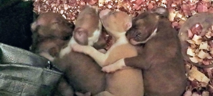 American Pit Bull Terrier – Red Nose Pitty Puppies needing adoption