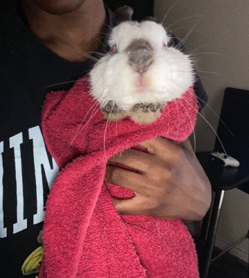 American – White rabbit