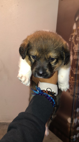 Bernese Mountain Dog – puppy