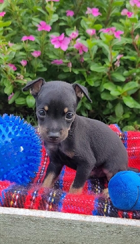 Chihuahua – chihuahua puppies