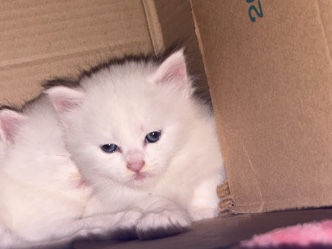 white cat