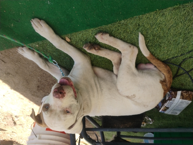 American Pit Bull Terrier – needs rehoming asap – Campo