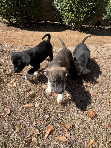 Labrador Husky – lab mix puppies