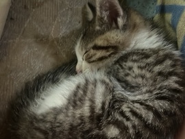 Asian Semi-longhair – kitten – Minerva