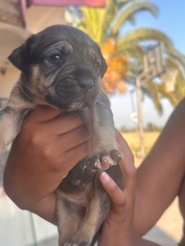 American Pit Bull Terrier – Blue nose pitbull, cane corso