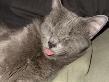 Pet Rehome – Phoenix