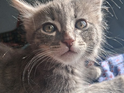 Russian Blue – chud/re-name – San Jose