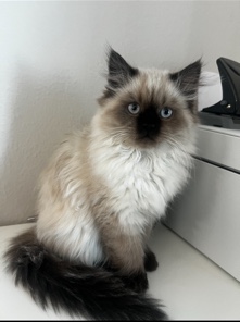 Himalayan Kitten