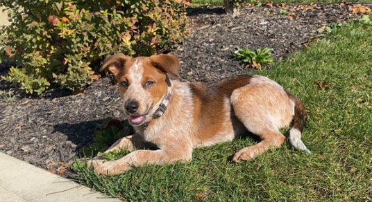 Lancashire Heeler – Buck