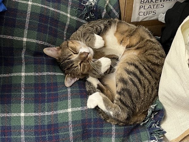American Shorthair – Precious, Loving Cat Looking for Calm Home – West Deptford