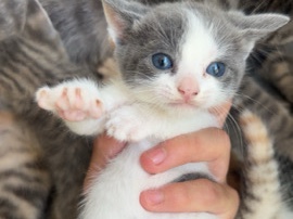 All - kittens for sale  available for adoption in Merrylands