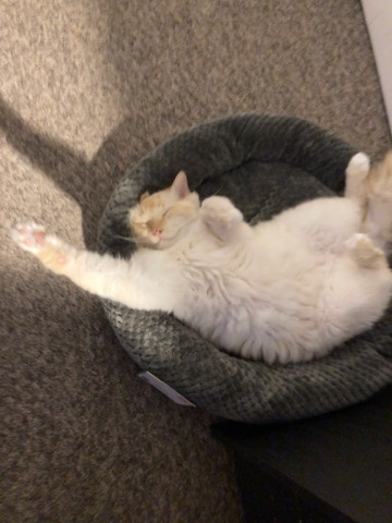 Ragdoll – ragdoll adult cat