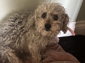 Schnoodle – Friendly 4-Year-Old Schnoodle Available for Rehoming in Bingley – Bingley