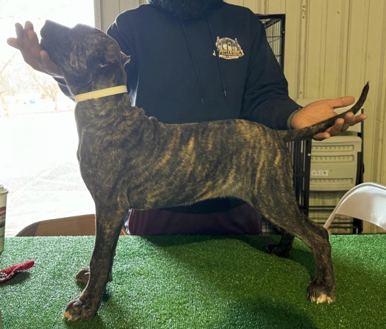 Perro de Presa Canario – Full Blood Presa Canario Puppy