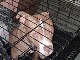 American Pit Bull Terrier – 5 month old American pitbull – Greensboro